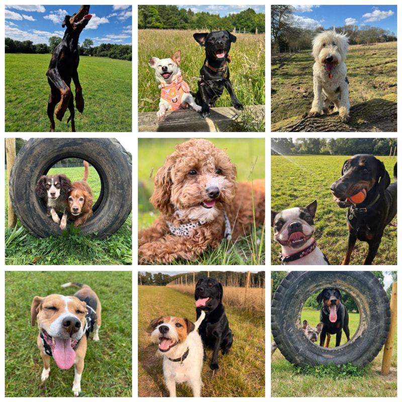 Dogs running in a beautiful open field